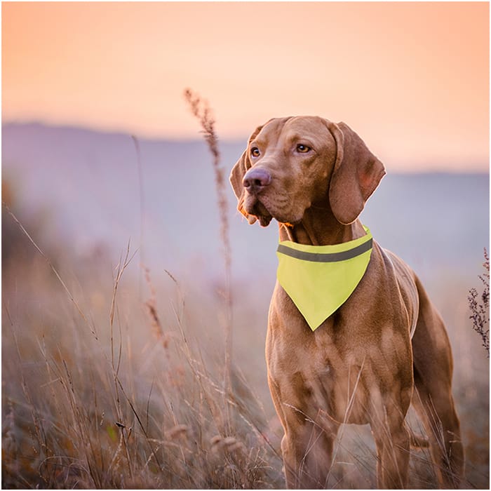 MP2877850-collar-bandana-amarillo-2.jpg