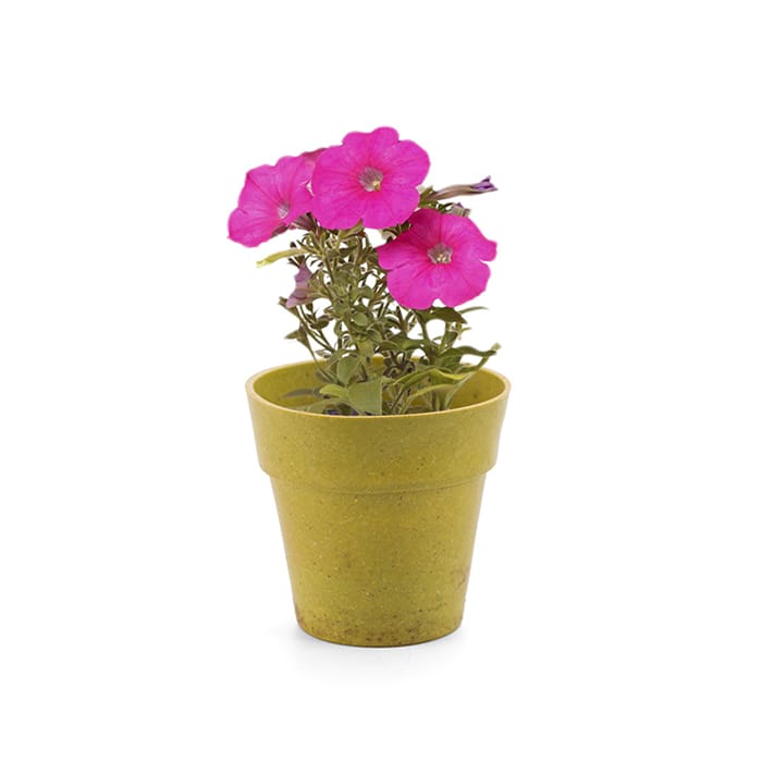 MP2914520-maceta-natural-6.jpg