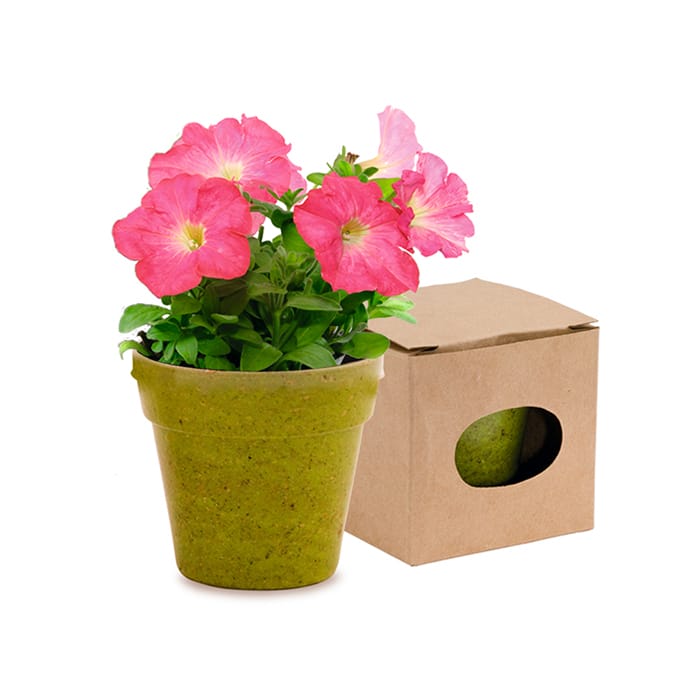 MP2914540-maceta-verde-1.jpg