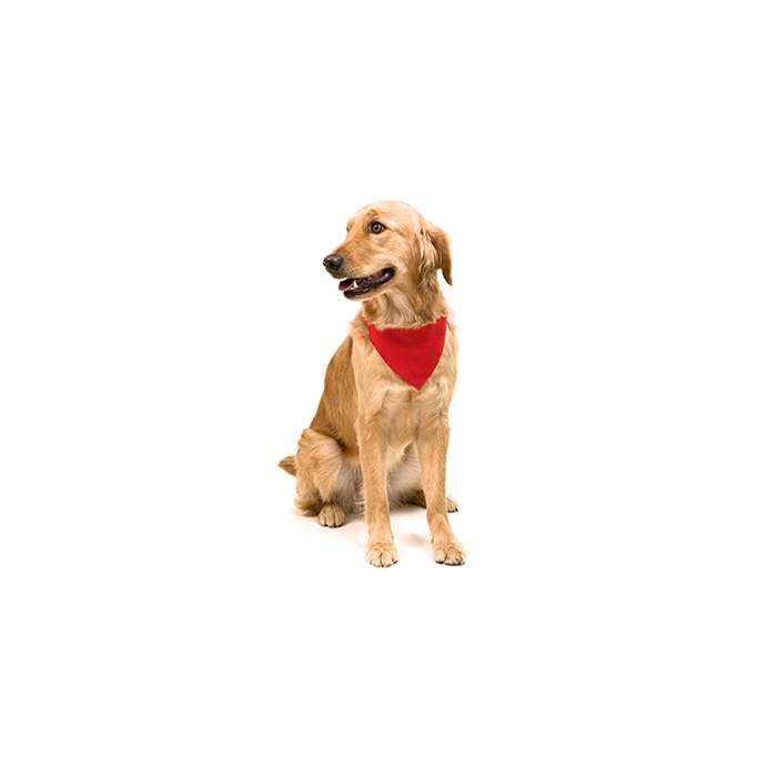 MP2782860-collar-bandana-rojo-5.jpg